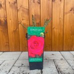 Ruža veľkokvetá (Rosea) ´DUFTPARADIES´ - výška 10-20 cm, P11